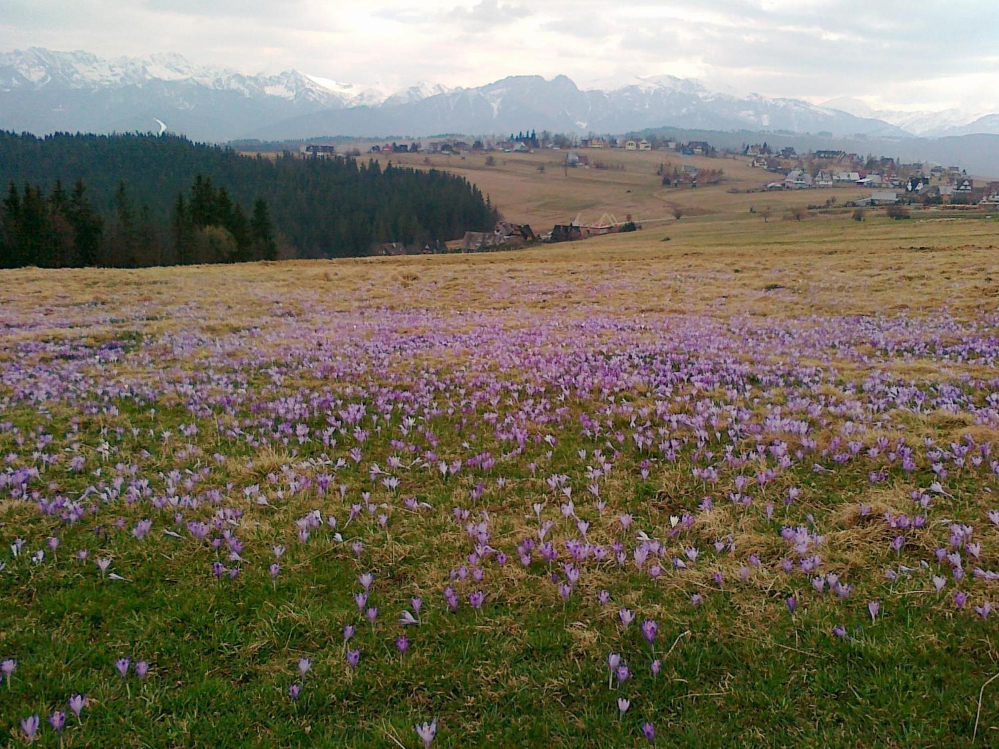 Pensjonat Góralska Chata Bustryk Exteriör bild